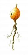 The Glass Wizard_Fantasy Adventure Magic Webnovel by The Duckman_Depressed Wizard Webseries_Psychological Webstory_Scorchborn Sapling 2